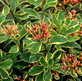 Седум камчатский (Очиток) 'Вариегатум'