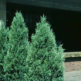 Можжевельник виргинский 'Глаука'