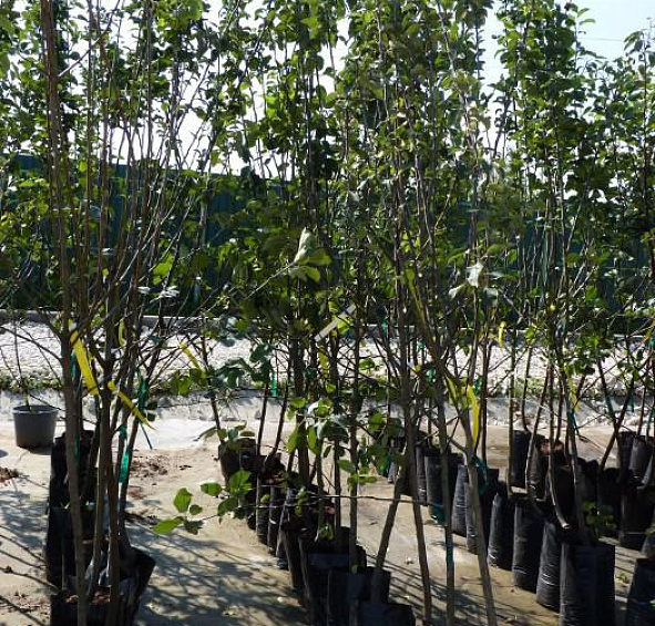 Яблоня домашняя 'Слава Победителя'