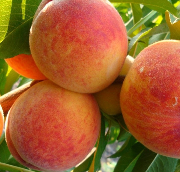 Персик 'Редхейвен'