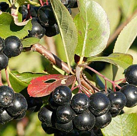 Рябина черноплодная (арония) 'Хугин'