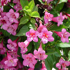 Вейгела цветущая 'Пурпурея'