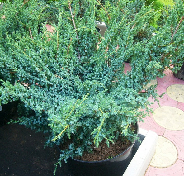 Можжевельник китайский 'Блу Альпс'