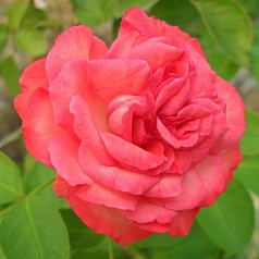 Роза 'Антик 89' (плетистая, шраб) (розовая)