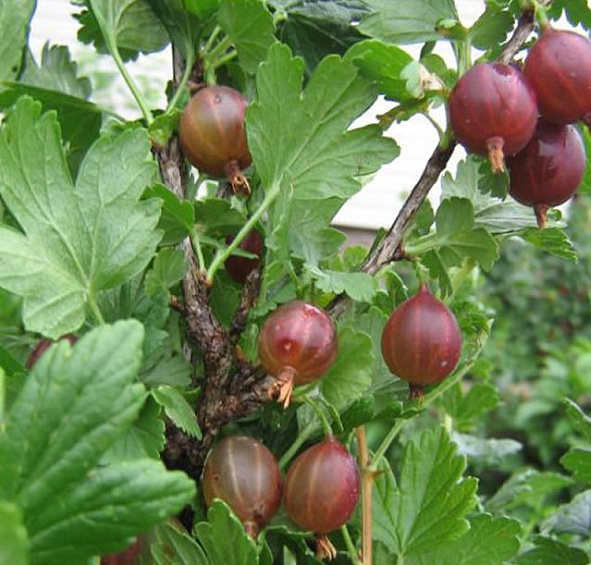 Крыжовник 'Юбиляр'