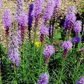  Лиатрис Лиатрис колосковый