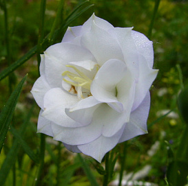 Колокольчик персиколистный 'Ла Бон Ами'