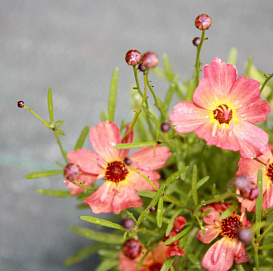 Кореопсис мутовчатый 'Литтл Пенни'