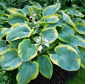 Хоста гибридная (вздутая, волнистая) 'Френсис Вильямс'