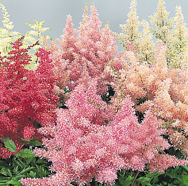 Астильба Арендса