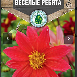 Семена Георгина Веселые ребята 0.2 гр