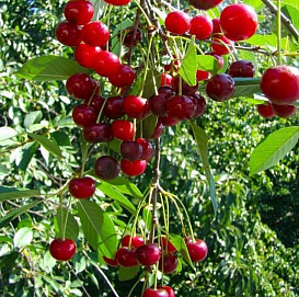 Вишня обыкновенная 'Шубинка'