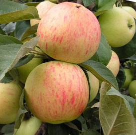 Яблоня домашняя 'Юбиляр'