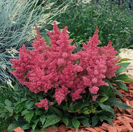 Астильба Арендса 'Астари Роуз' (темно-розовая )