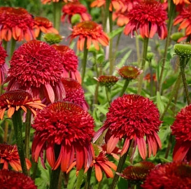 Эхинацея пурпурная 'Метеор Ред'
