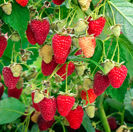 Малина 'Сказка'