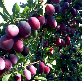 Алыча 'Глобус'