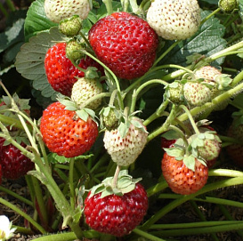 Земляника (клубника) 'Фрау Мице Шиндлер'