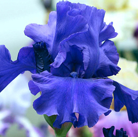 Ирис германский (бородатый) 'Этернал Блисс' 