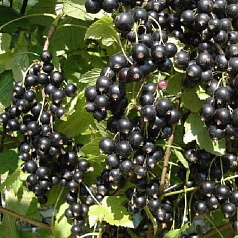 Смородина черная 'Нара'