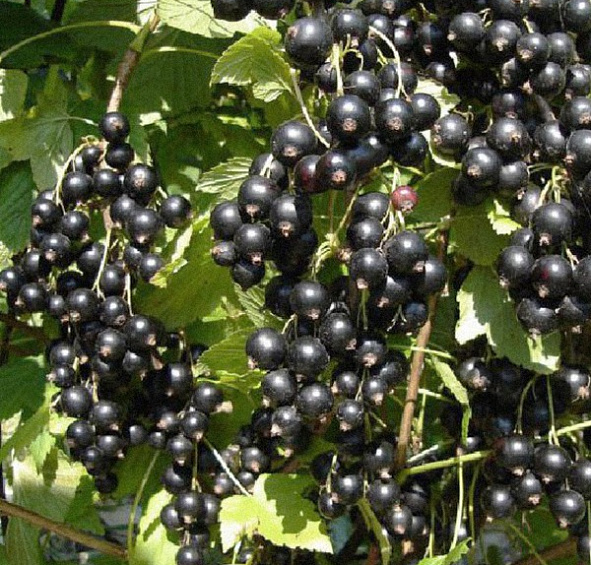 Смородина черная 'Нара'