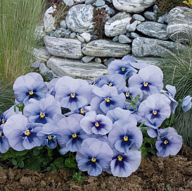 Виола Виттрока 'Инспайр Силвер Блу' (небесно-голубая)