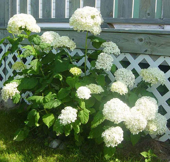 Гортензия метельчатая 'Грандифлора'