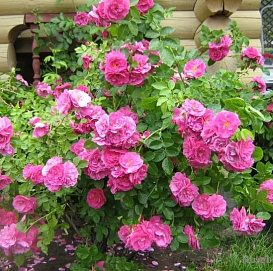 Роза 'Джон Кэбот' (плетистая, шраб) (розовая)