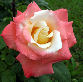 Роза 'Летиция Каста' (чайно-гибридная) (кремовая)