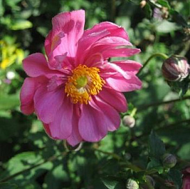 Анемона японская (Ветриница) 'Маргарете'