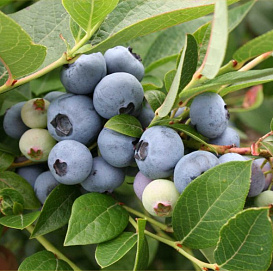 Голубика высокорослая 'Бригитта Блю'