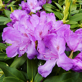 Рододендрон катевбинский (гибридный) 'Грандифлорум' (фиолетовый)