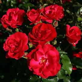 Роза 'Ротилия' (флорибунда) (красная)