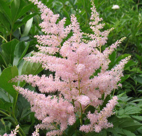 Астильба японская Европа
