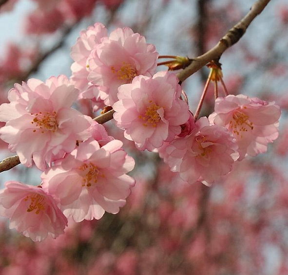 Вишня мелкопильчатая (сакура)