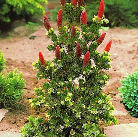 Ель колючая 'Лаки Страйк'