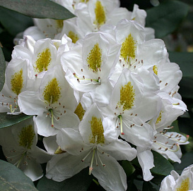 Рододендрон гибридный 'Мадам Массон' (белый)