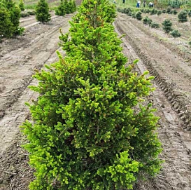 Сосна горная 'Колумнарис'