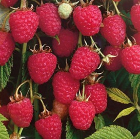 Малина 'Колокольчик'