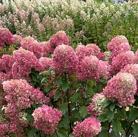 Гортензия метельчатая 'Краса Лесково'