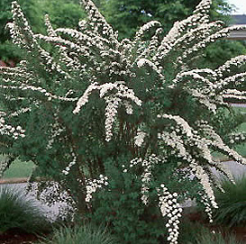 Спирея ниппонская 'Гилверз Майлс'