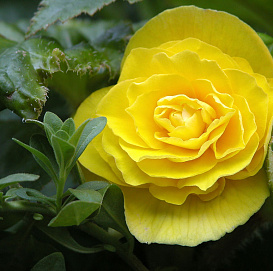 Бегония клубневая "Нонстоп Йеллоу" (желтая)