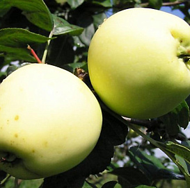 Яблоня домашняя 'Аркад желтый'