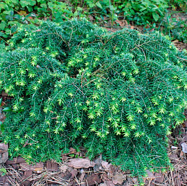 Тсуга канадская 'Нана'