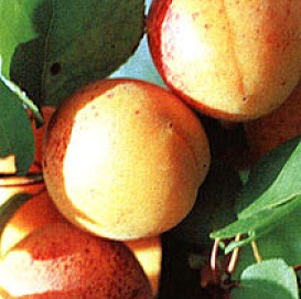 Абрикос 'Краснощекий'