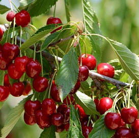 Черешня 'Ревна'