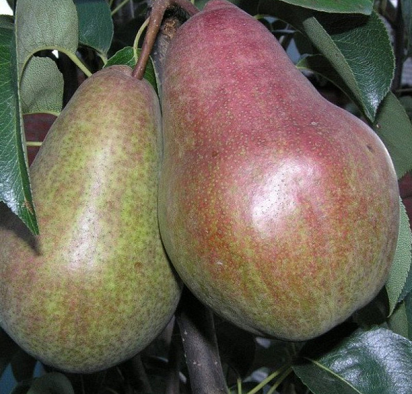 Груша 'Брянская красавица'