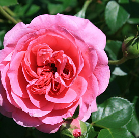 Роза 'Том Том' (флорибунда) (красно-розовая)