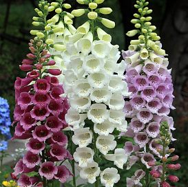 Наперстянка (дигиталис)