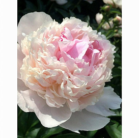 Пион травянистый 'Блаш Квин'